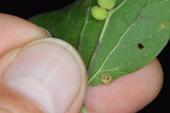 Celticecis capsularis