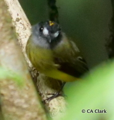 Myiotriccus ornatus