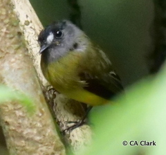 Myiotriccus ornatus