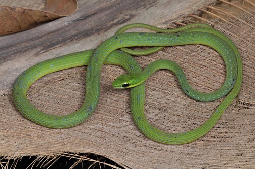 Emerald Snake