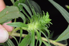 Procecidochares atra