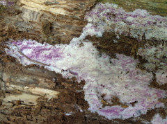 Ceriporia purpurea