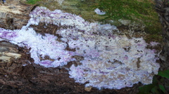 Ceriporia purpurea