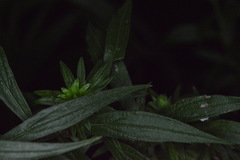 Procecidochares atra