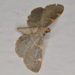 Hypsopygia binodulalis