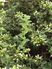 Origanum majorana