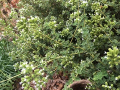 Origanum majorana