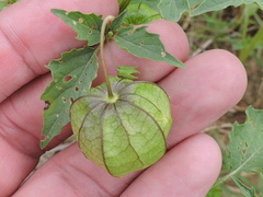 Physalis angulata