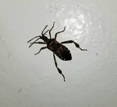 Leptoglossus occidentalis