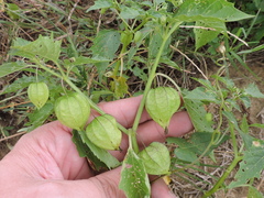 Physalis angulata