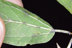 Celticecis subulata