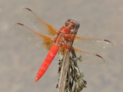 Libellula croceipennis
