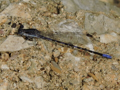 Argia immunda