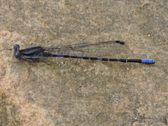 Argia immunda