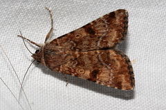 Heliothis punctifera