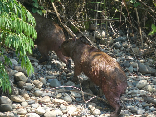 Capybara
