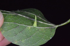 Celticecis subulata