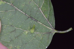 Celticecis subulata