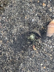 Pagurus novizealandiae