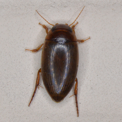 Chevrolat's Dytiscid photo 6