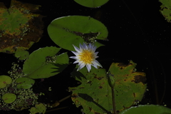 Nymphaea elegans