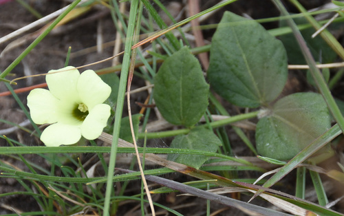 Image of Thunbergia capensis by (c) Andrew Gillespie, some rights reserved (CC BY-SA)