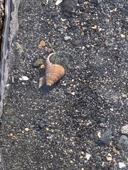 Pagurus novizealandiae