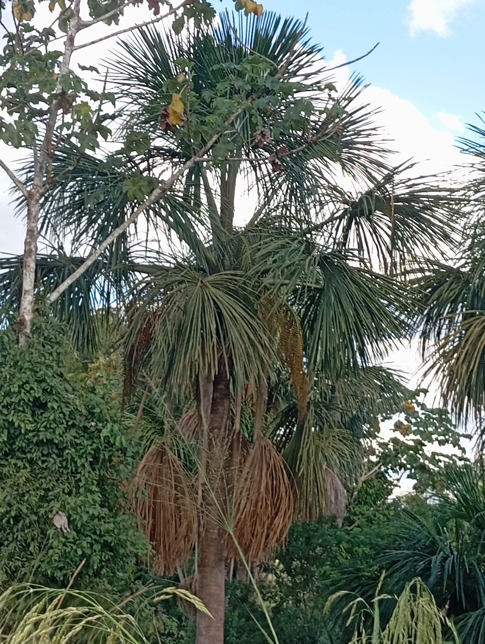 Mauritia flexuosa