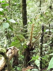 Sphaeropteris quindiuensis image