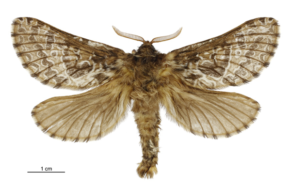 Aoraia dinodes