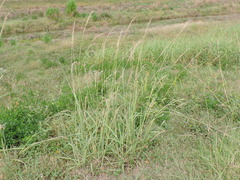 Paspalum urvillei