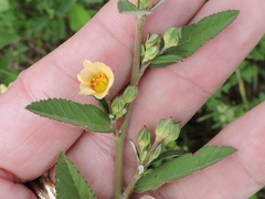 Sida rhombifolia