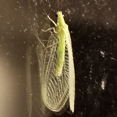 Ceraeochrysa lineaticornis