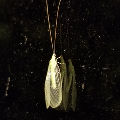 Ceraeochrysa lineaticornis