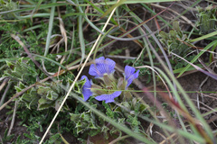 Blepharis procumbens