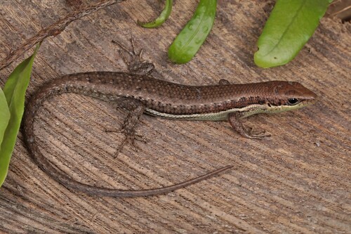 Senegal Mabuya