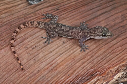 West African House Gecko