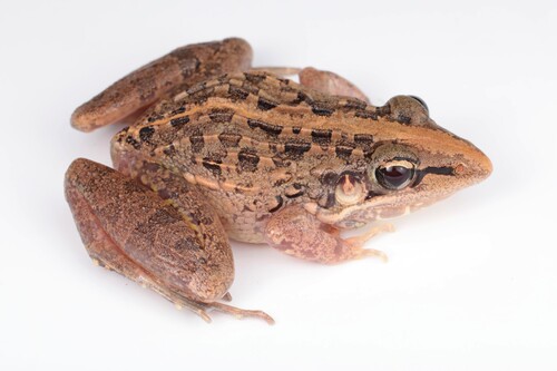 Broad-banded Grass Frog