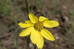 Iostephane madrensis