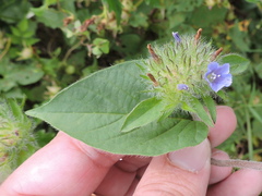 Jacquemontia tamnifolia