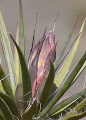 Yucca schidigera