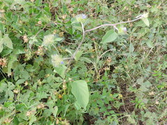 Jacquemontia tamnifolia