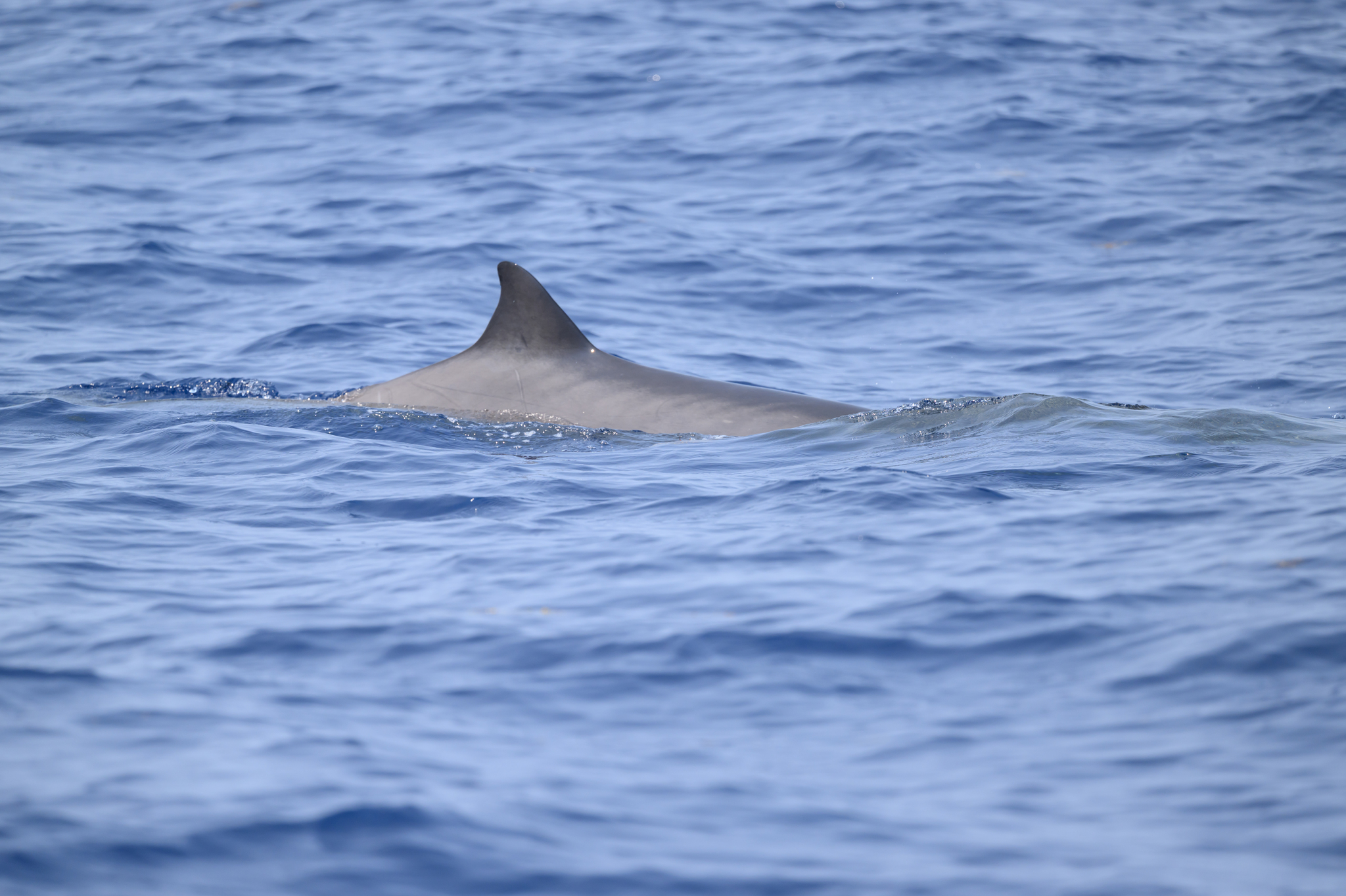 Mesoplodon europaeus