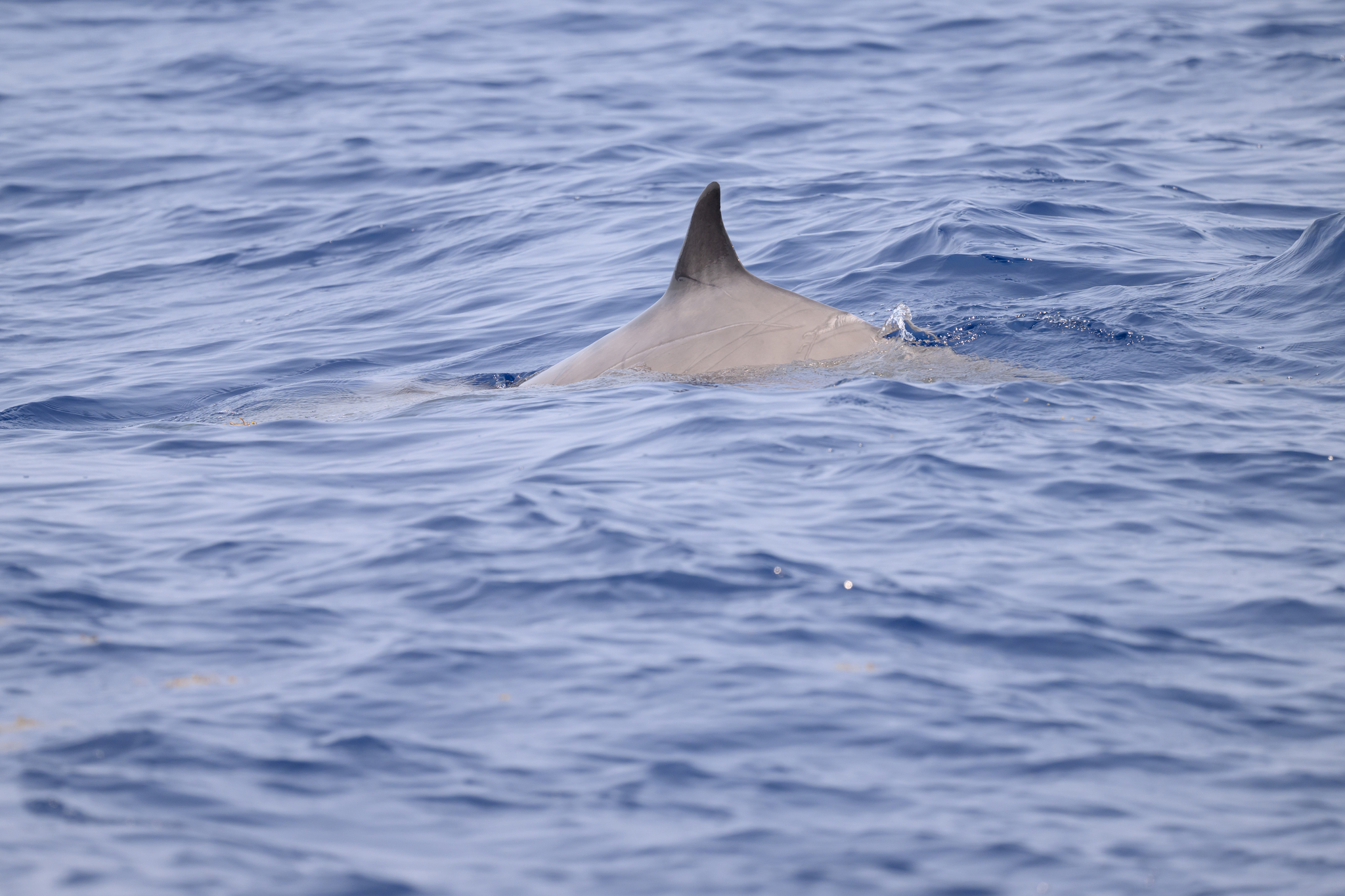 Mesoplodon europaeus