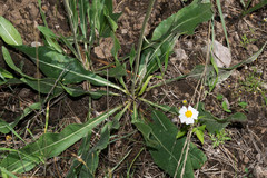 Iostephane madrensis