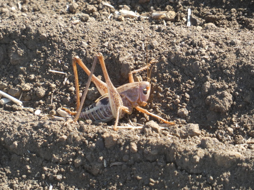 White-faced Bush-cricket