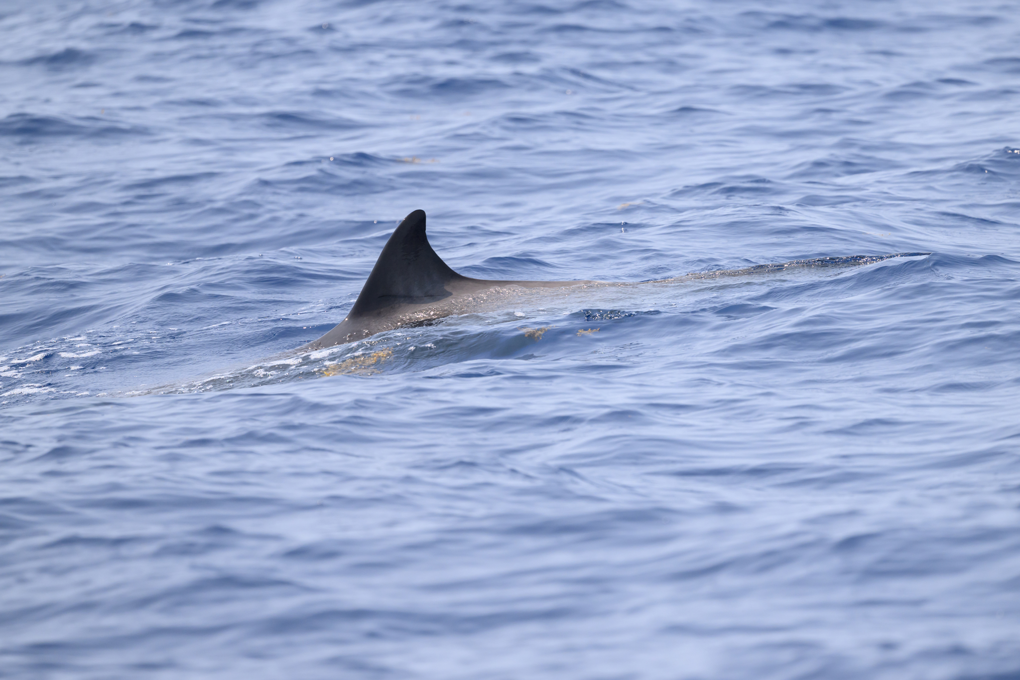 Mesoplodon europaeus