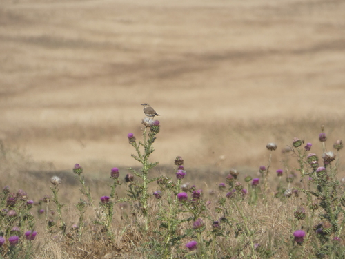 Isabelline Wheatear