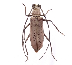 Calocerambyx hauseri