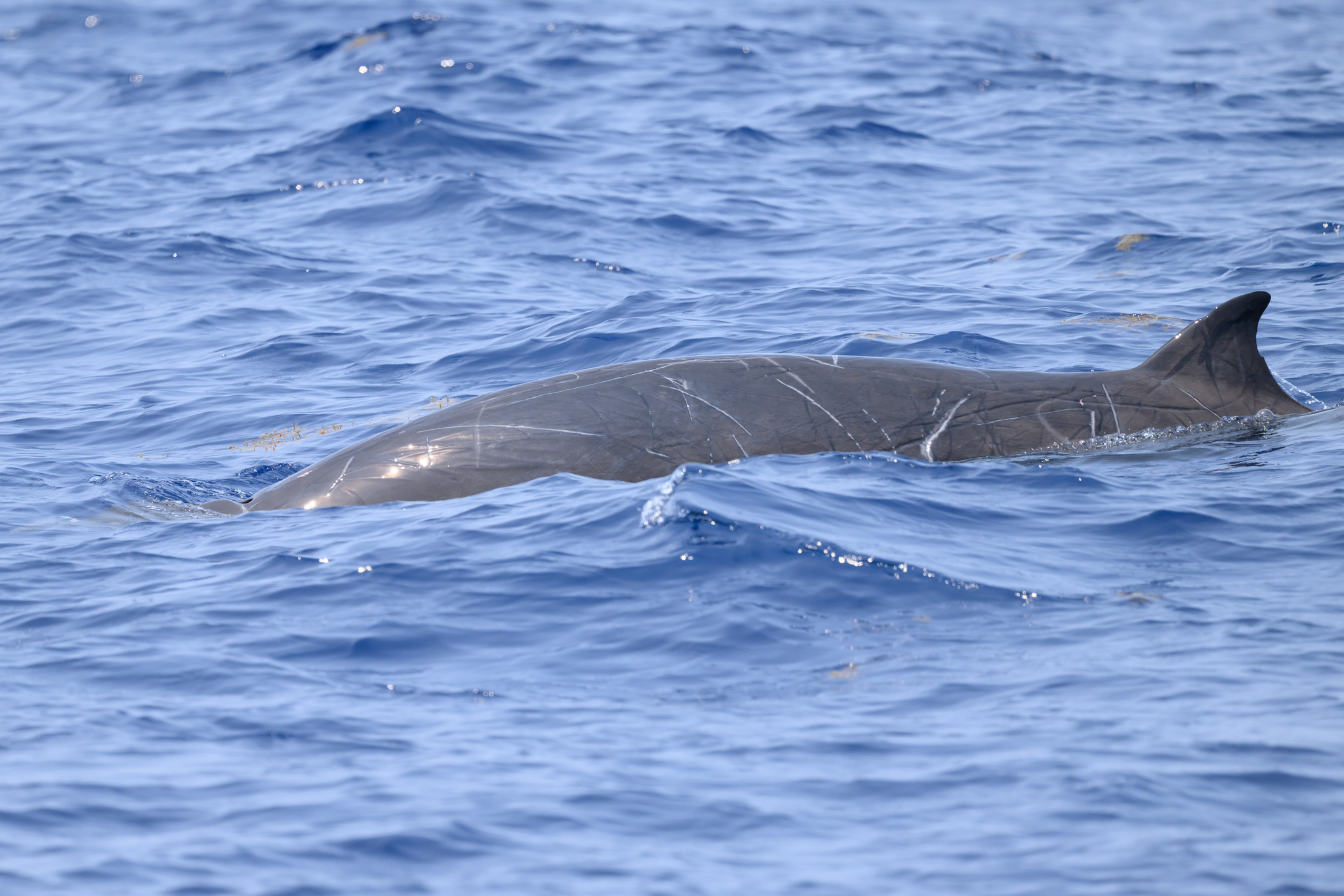 Mesoplodon europaeus